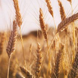 Pšenica je zdravá bomba